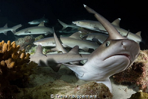Outta My Way!
Whitetip reef sharks at night busily searc... by Tanya Houppermans 